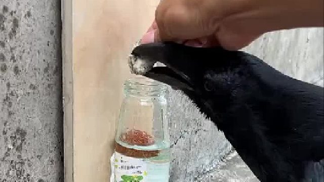 这只乌鸦估计是看过课本的…