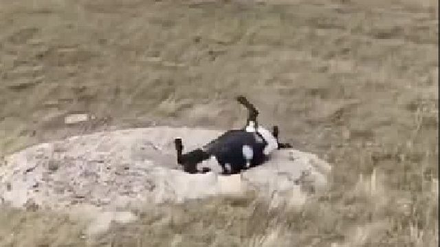 这智商令人堪忧