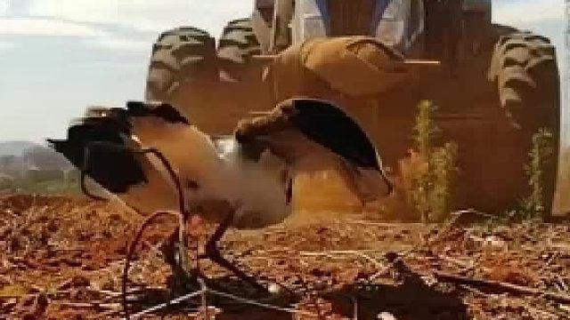 鸟妈妈面对危险，也要保护自己的家