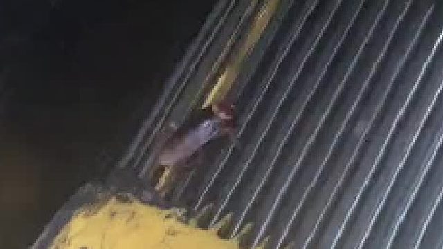 奋力奔跑的小强……