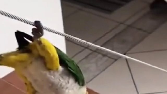 小鹦鹉苦练走钢丝