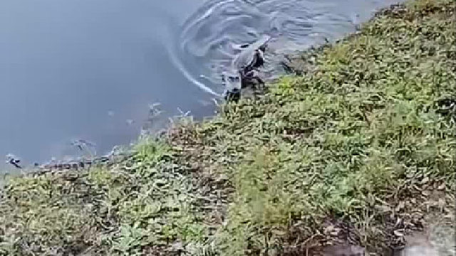 小哥哥在沟里救了一条奄奄一息的小鳄鱼