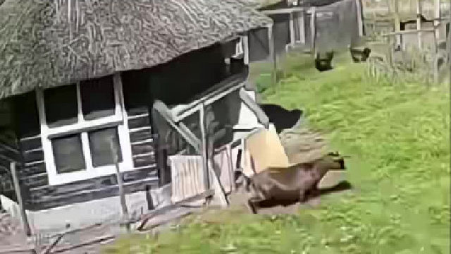 小鸡遭受老鹰攻击，全农场的小伙伴来帮忙