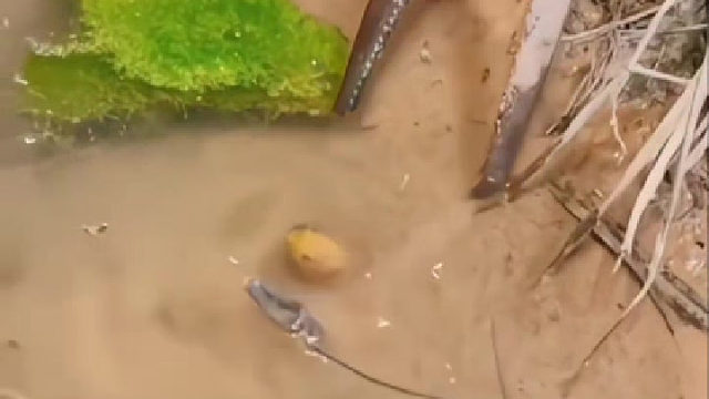 小时候，拿手指去逗，被咬的血直飙