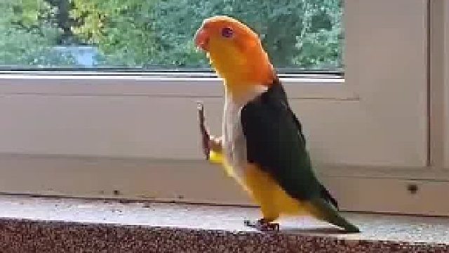 鹦鹉走路的姿势是最牛的，昂首阔步气宇轩昂