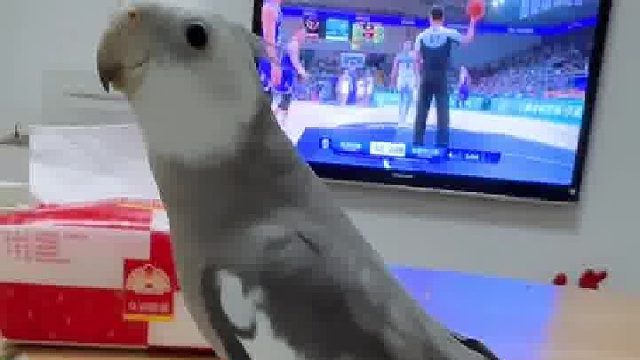 小东西切歌还挺快