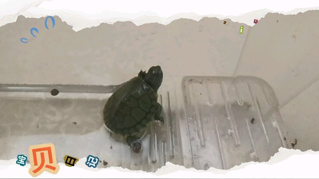 搞笑巴西龟第2集，萌娃二孩的巴西龟竟然想要直立行走