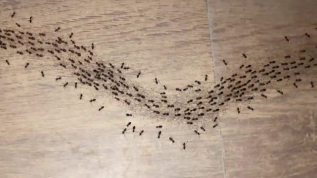 连太原的蚂蚁都出动了，过瘾啊、过瘾～