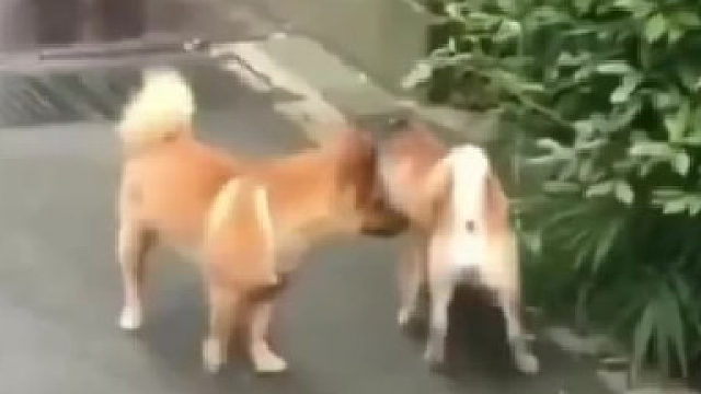 你俩搁这搁这呢