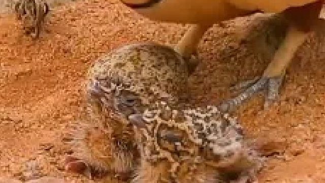 沙鸡和它的两个半宝宝，小宝宝伪装的真好