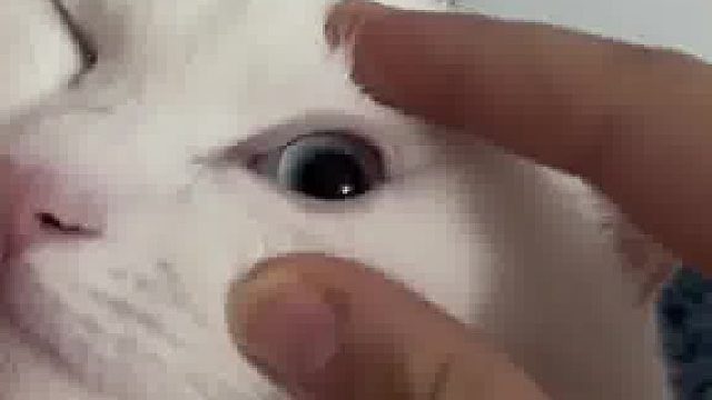 如何辨别猫咪是真睡假睡，评论区看看你家猫的睡姿