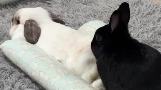 小黑兔丝滑抢走垫子，小白兔一脸疑惑地看着，“头一次看到兔子皱眉”