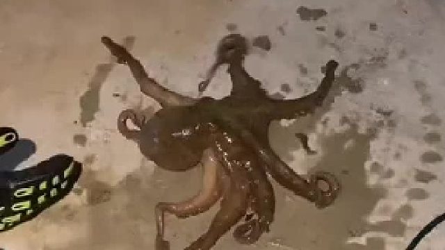 章鱼：  你把气撒我身上好吗？