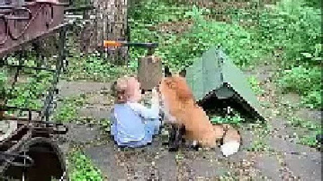 俄罗斯网友分享了她家朋友的孩子和狐狸是如何相处的，看傻眼了_