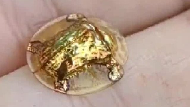 金龟甲虫[钢镚儿]像一只飞行的金币