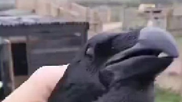 原来，乌鸦也能这么好rua啊…