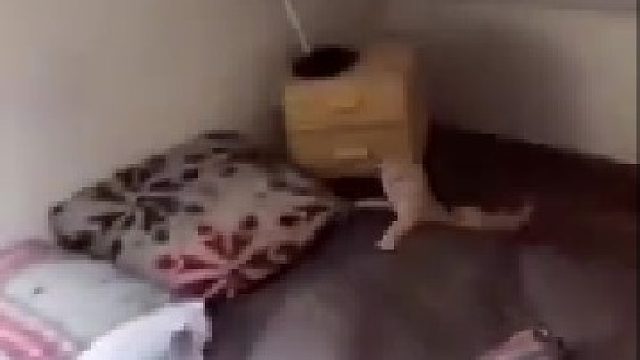 这个游戏主子玩上瘾了！