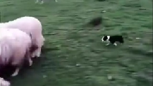 这恐怕是全网工作年纪最小的边牧了！！