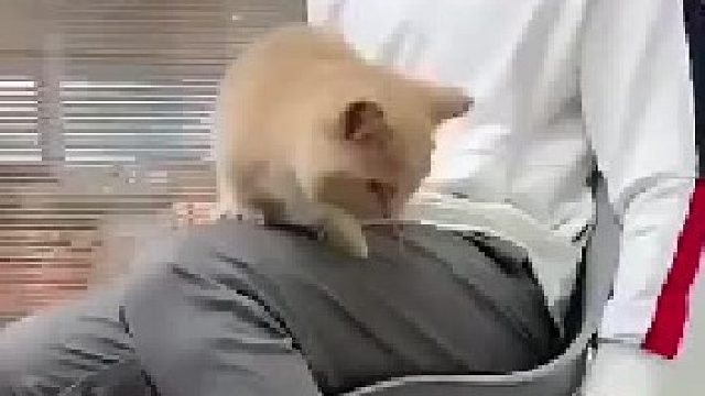 这是我见过摔得最实诚的猫哈哈哈哈哈哈 感觉肉都在抖！