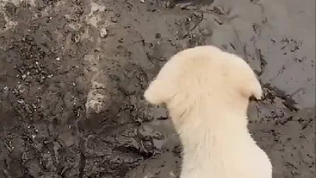 这兔子跟老鼠似的呐