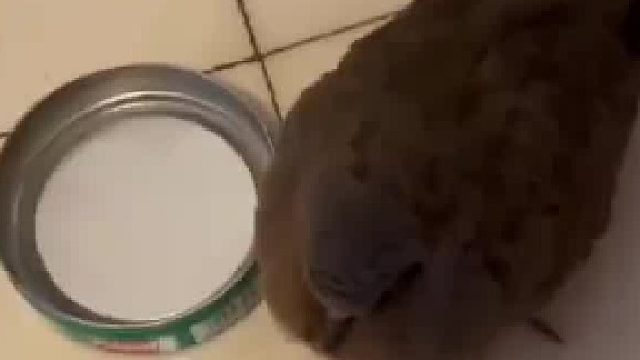 网友捡来小鸟用绿豆招待，结果一问吃不吃小鸟就直摇头