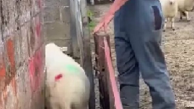 胖的这边 瘦的那边是这样吧