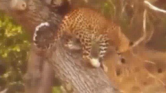 尽管野猪人多势众，但你以为豹子会输吗……