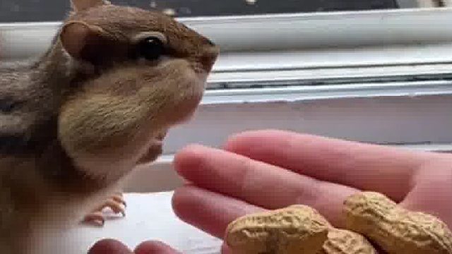 小松鼠，你怎么回事？