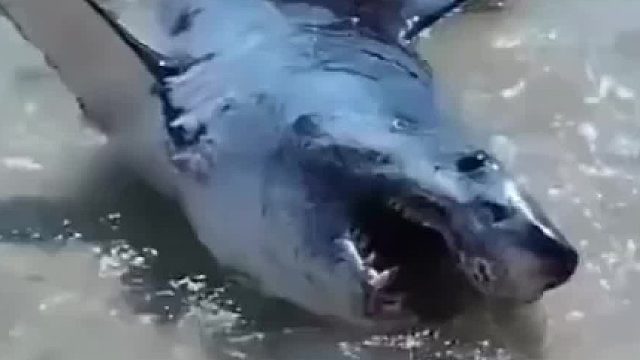 送凶猛的大鲨鱼回大海