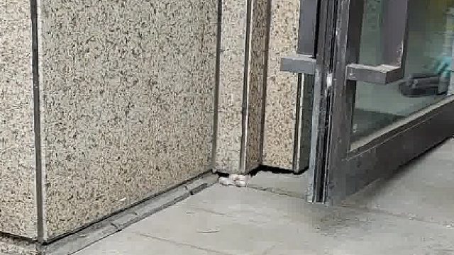 谁来帮它，无能为力