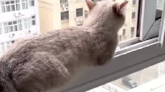 猫咪趴在高层窗沿上吓坏网友，“很明显，你扫了人家兴