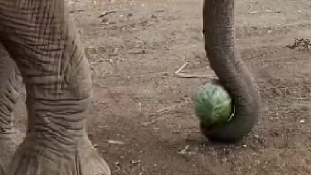 大象：踩都踩不烂，糊弄鬼去吧……