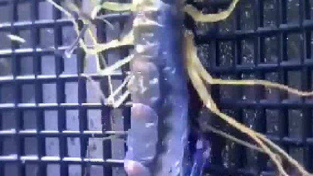 这是蜈蚣吗？蜕变重生