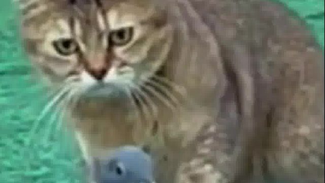 鸽子三番五次要去啄猫屁股，猫咪忍无可忍出拳反击。猫咪：铲屎的你倒是管管呀