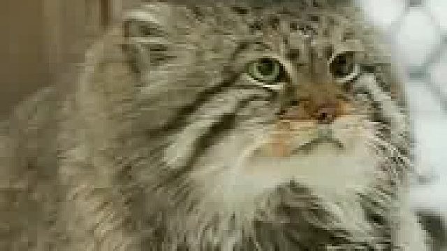 兔狲，冬日如何给爪爪保温