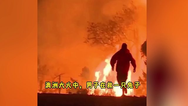 澳洲大火中 男子去救在大火旁边的一只小兔子#动物救助#猫咪#兔子