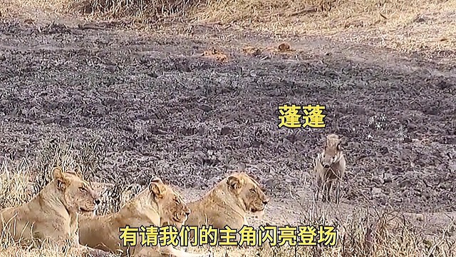 犹猪蓬蓬就是来母狮面前装逼耍帅的