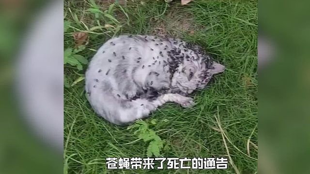 满身的苍蝇 被妈妈带来的微风吹走了#猫咪 #被爱会疯狂长出血肉#救赎 