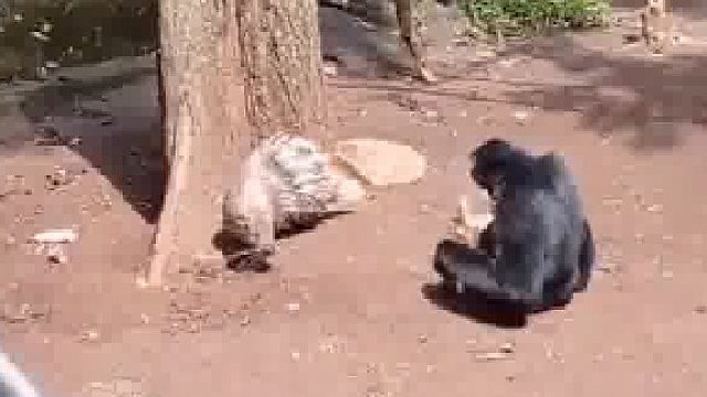 像极了我欺负女朋友，然后追我的样子