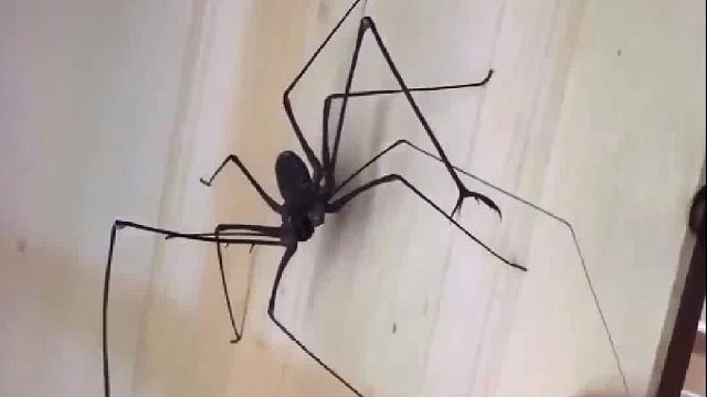 一只大鞭蛛