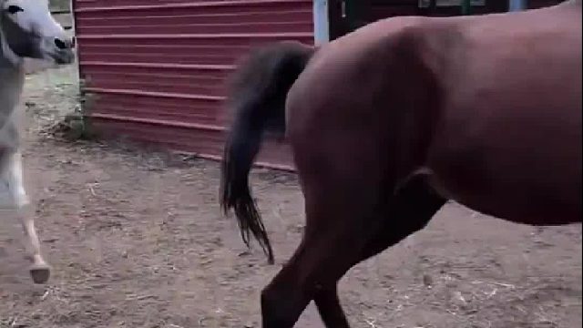 “小毛驴被马欺负哭了”