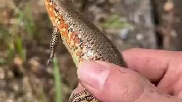 被咬了没事，会起两个包，手上一个，山上一个