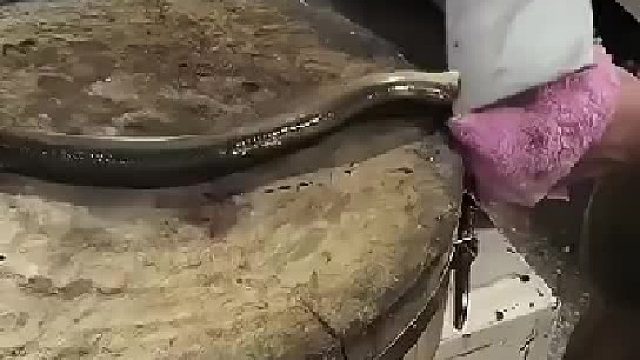 厨师全责，鳗鱼属于正当防卫