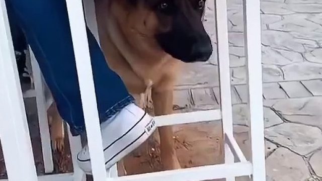 狗子看猫在埋屎 吓得发抖