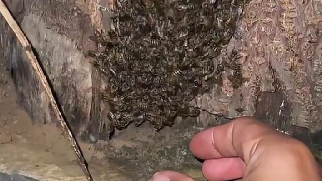 教训蜜蜂的天敌，保护小蜜蜂