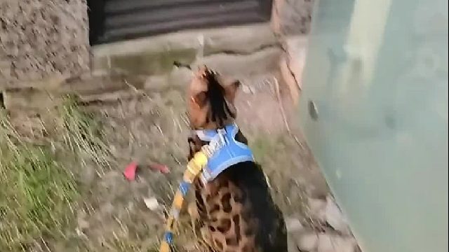 狸花猫MM在后面看戏~
