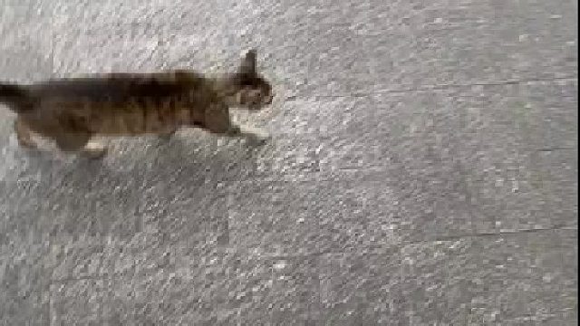 请问你这是摸猫的手法吗