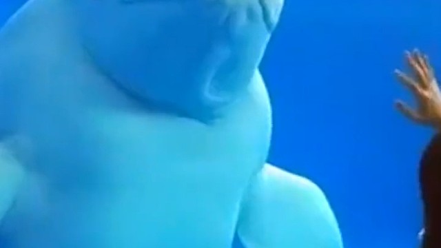 湾湾屏东海洋博物馆的可爱白鲸，调戏小女孩不亦乐乎。