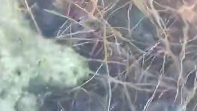 以为是杂草，全是龙虾