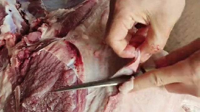新鮮豬肉新鮮剔,看著很治愈啊